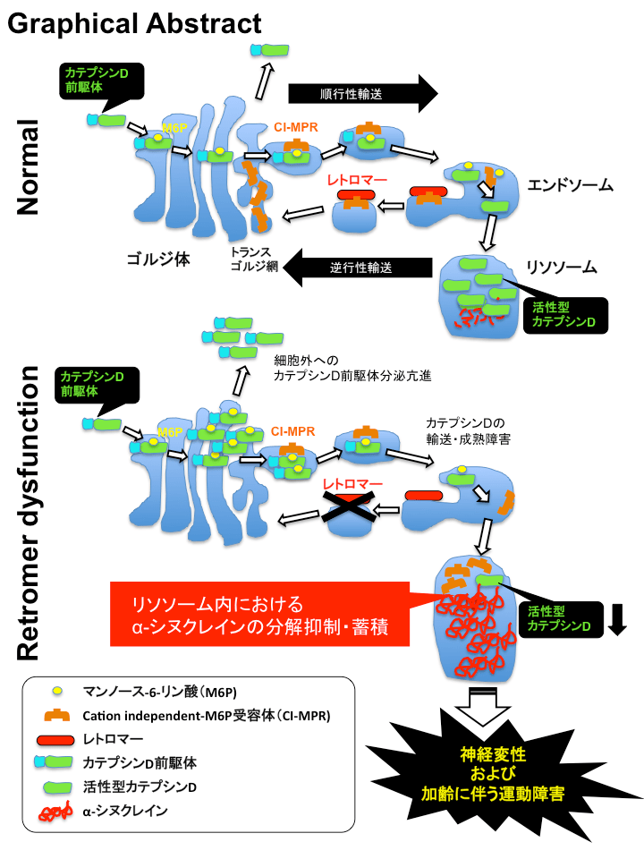 研究トピックス 東北大学医学部 神経内科